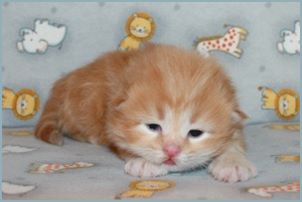 Male Siberian Kitten from Deedlebug Siberians